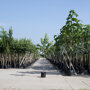 Amberboom (Liquidambar styraciflua)